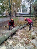 Корчевание пней. обрезка деревьев,  сада,  спил дерева,  уборка Одеса